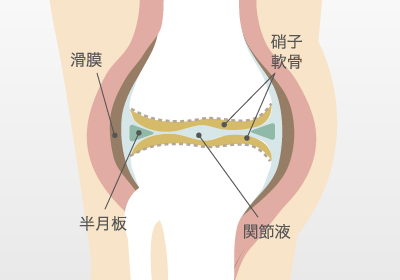 膝の仕組み