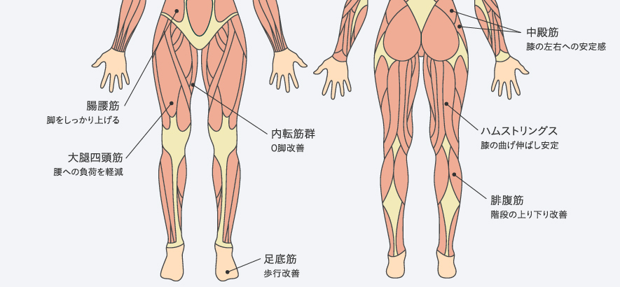 膝関節に関係する筋肉
