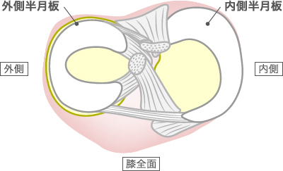 半月板の構造