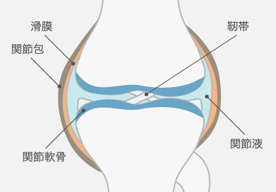 膝関節の構造