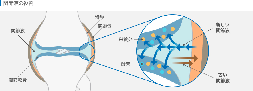関節液の役割