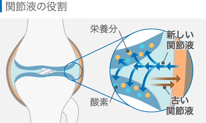 膝に水が溜まる原因は 抜いた方がいい 専門医が対処法を解説 ひざ関節症クリニック