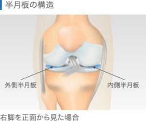 半月板の構造