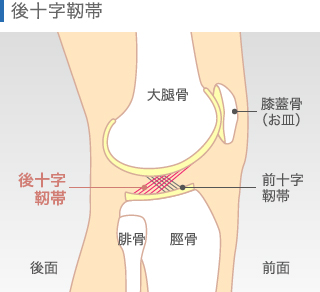 後十字靭帯損傷した膝