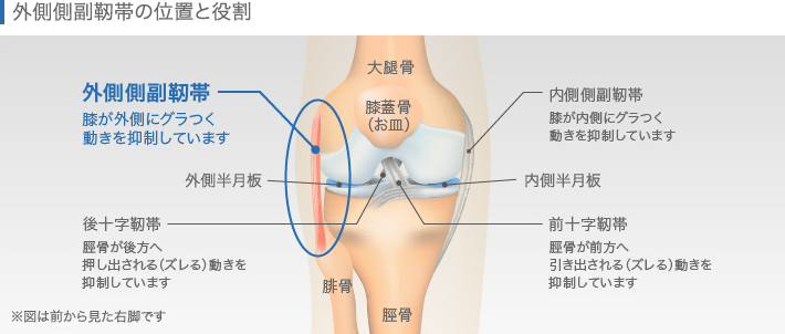 外側側副靭帯の位置と役割