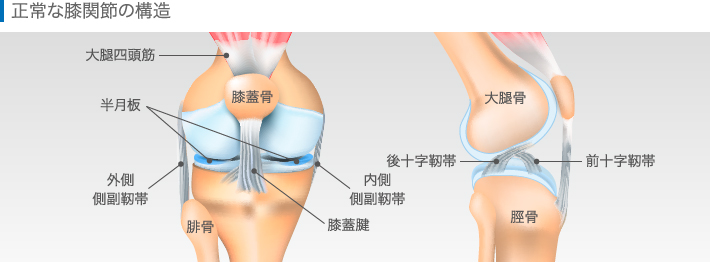 正常な膝関節の症状