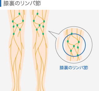 膝裏のリンパ節