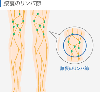 膝裏のリンパ節