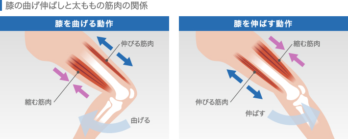 膝の曲げ伸ばしと太ももの筋肉の関係