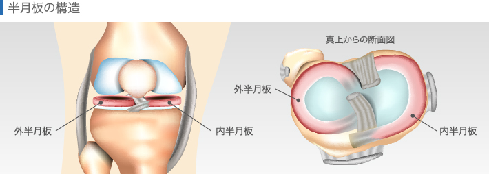 半月板の構造