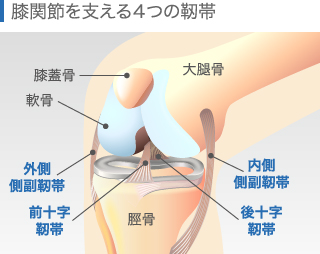 膝関節を支える4つの靭帯