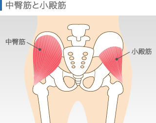 中殿筋と小殿筋の解剖図