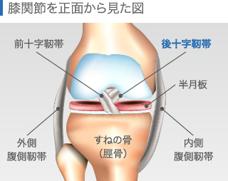 膝関節内の構造