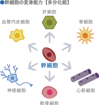 幹細胞の変身能力【多分化能】
