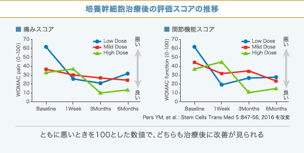 培養幹細胞治療後の痛みと関節機能スコアの推移グラフ